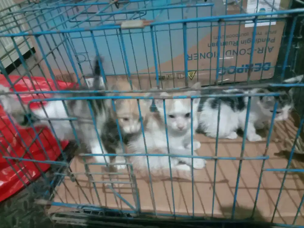 Silahkan yg mau adopsi kucing