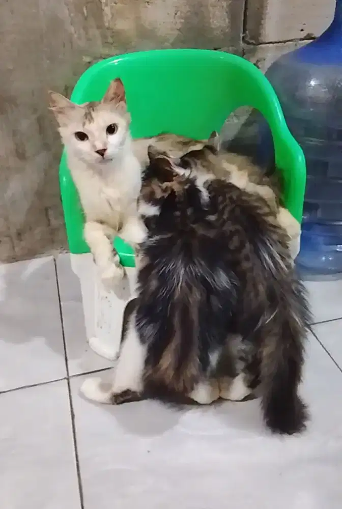 Open adopsi ibu persia dan anak mixdom