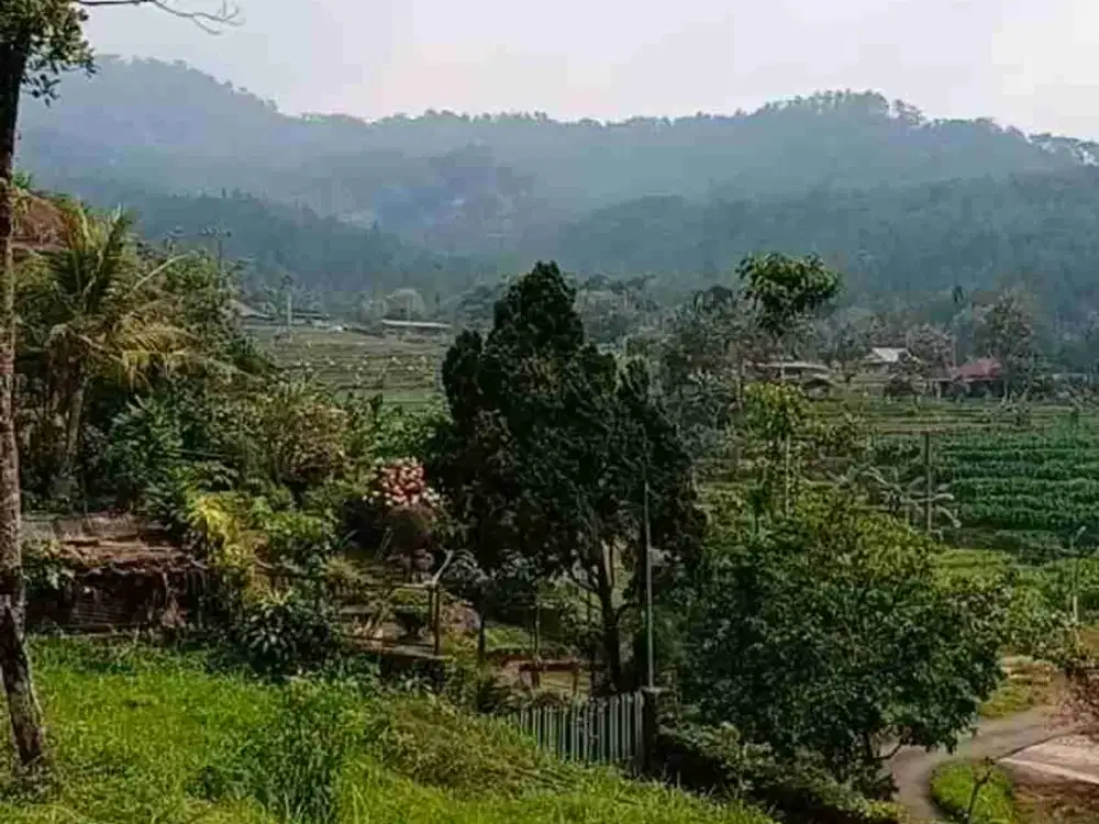 Tanah kebun