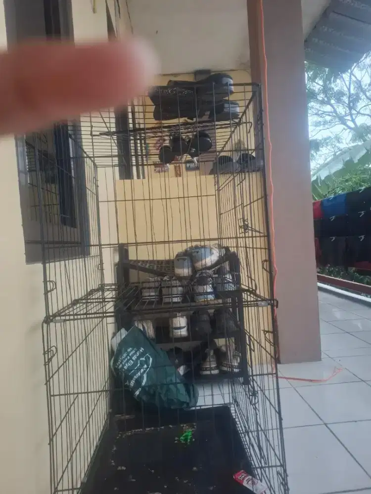 300 dapet 2 kandang lok tajur ciawi