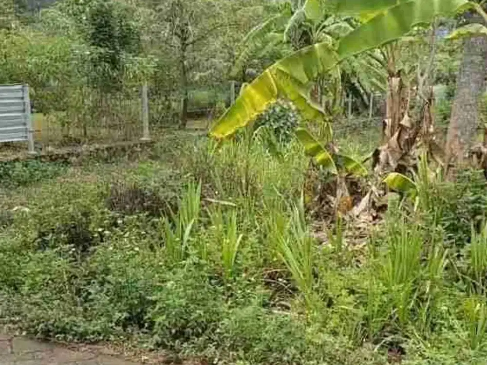 Tanah murah