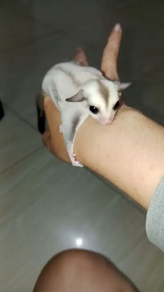 Sugar Glider Platinum