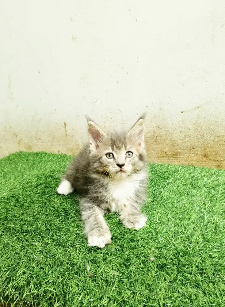Kitten MaineCoon Jantan Pure No mix.