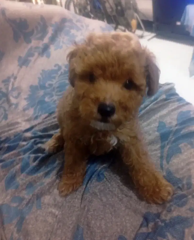 Poodle puppy jantan asli Non STB umur jalan 2 bulan lincah sehat