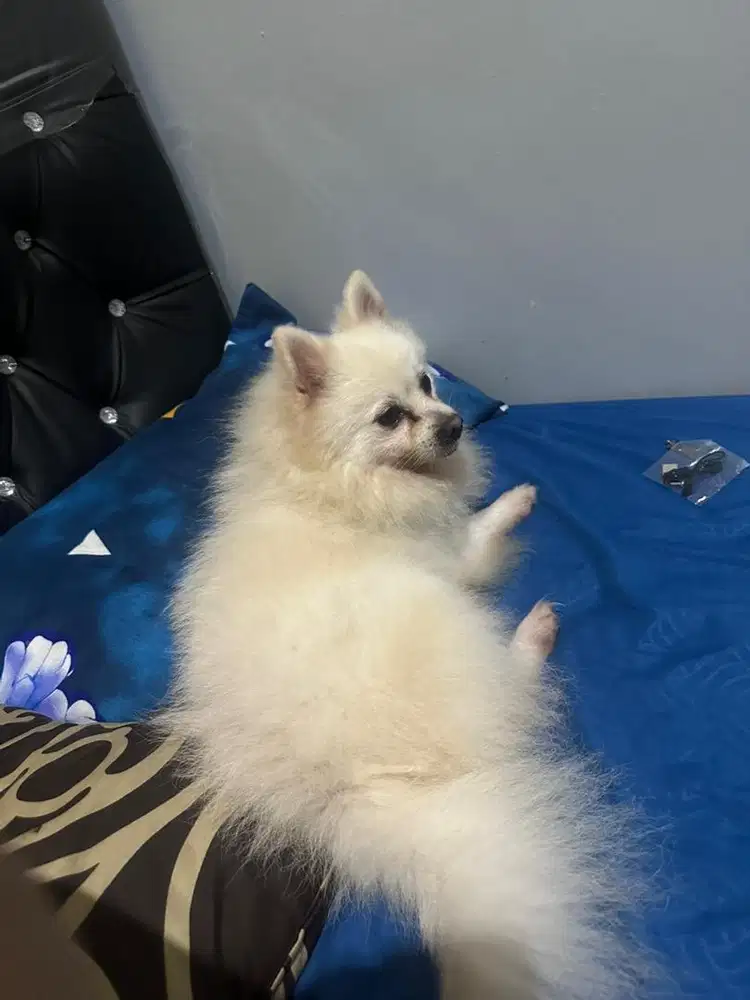 anjing pomerian jantan
