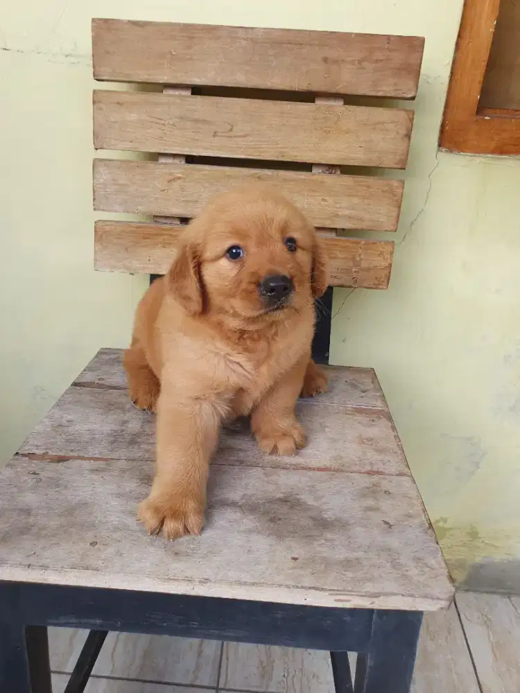 Golden Retriever