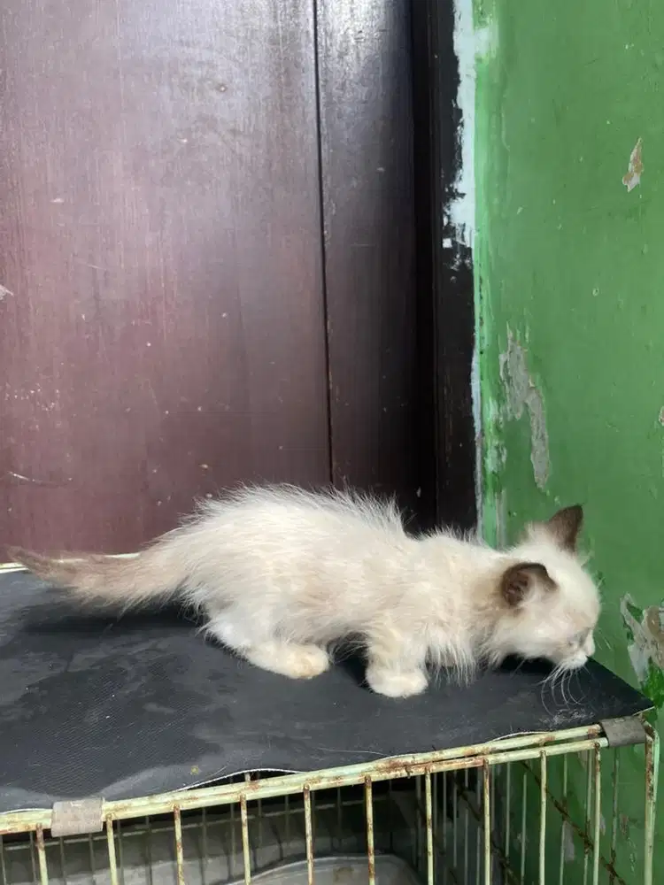 Kucing munchkin kitten
