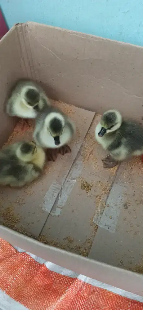 anak angsa abu abu