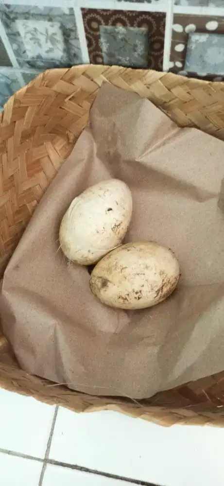 telur angsa kwokan