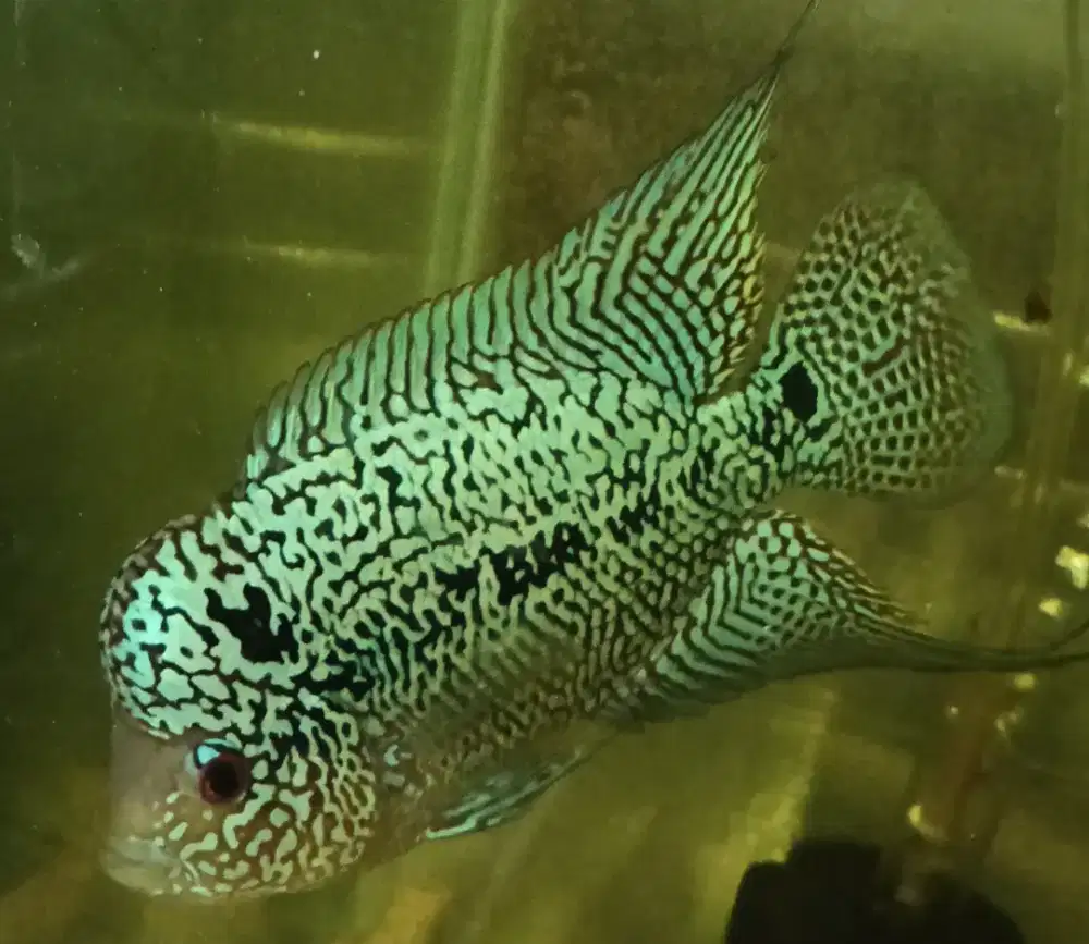 Louhan Kamfa full mutiara