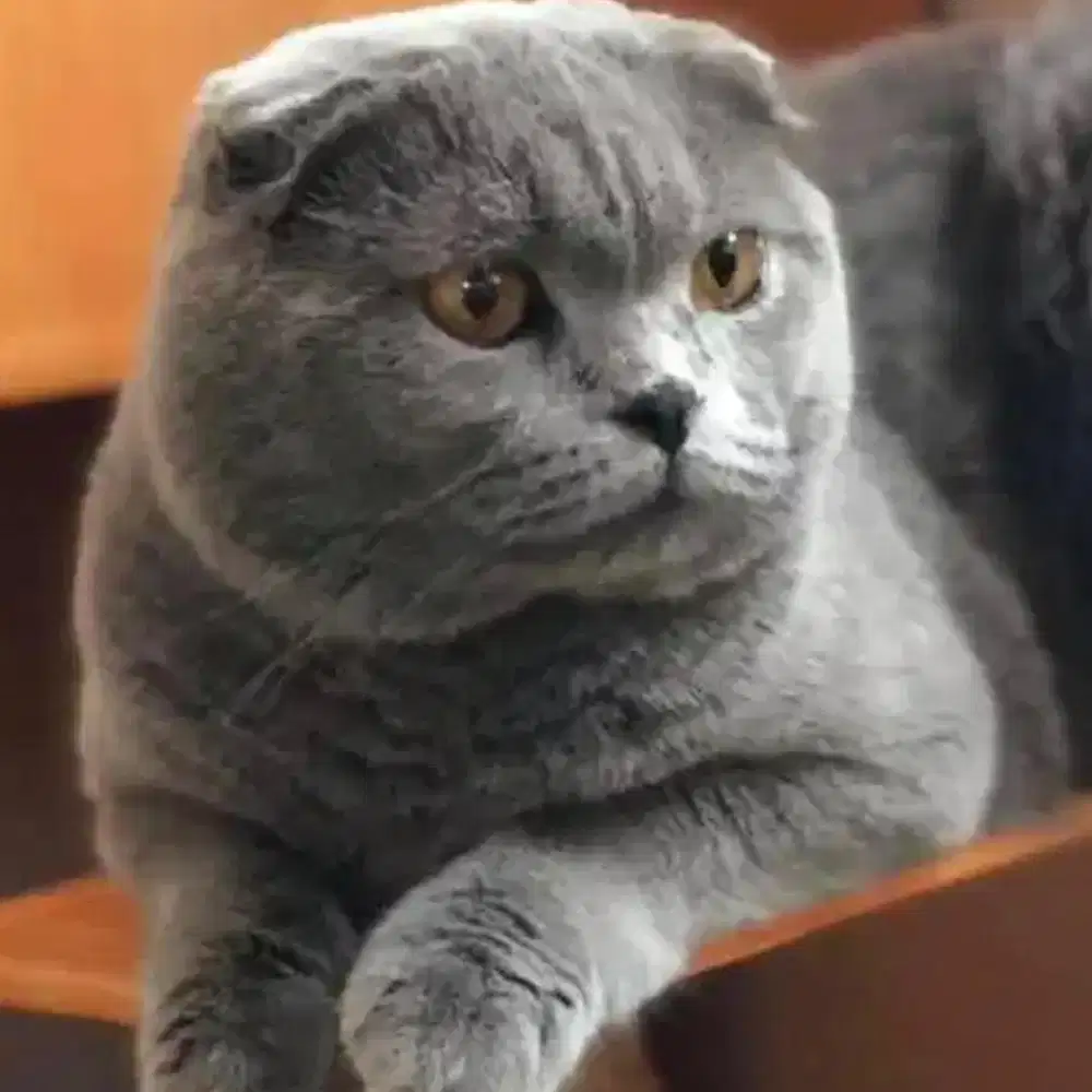 Pacak saja kawinkan scottish fold untk betina bsh exo munchkin peaknos