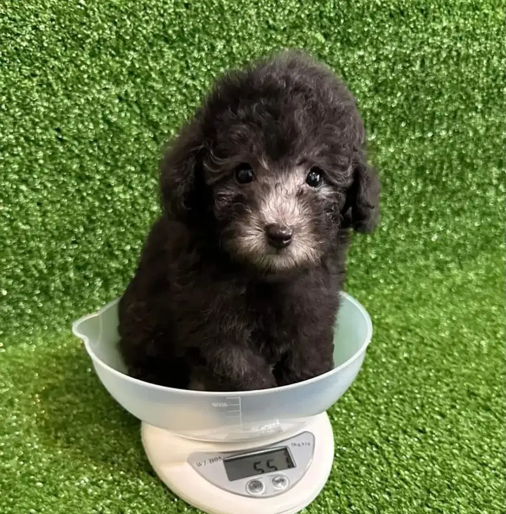 Anjing poodle betina