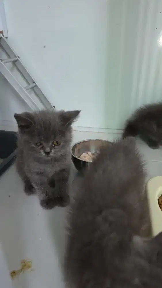 Kucing BSH British 2 bulan sehat lincah