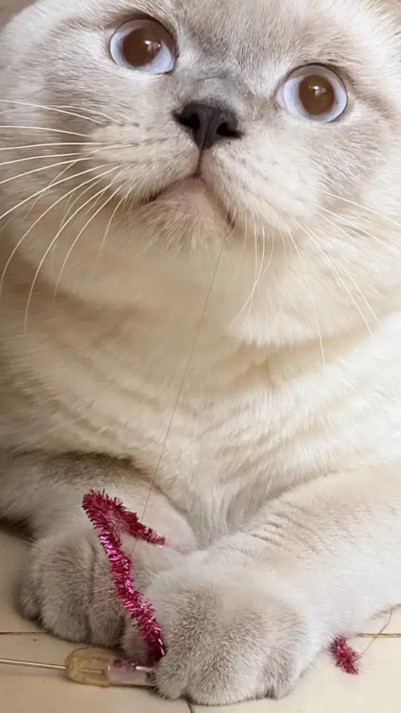 Pejantan scottish fold putih color point fortune cats