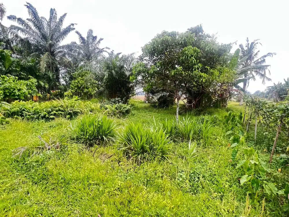 Jual tanah daerah gumit langkat