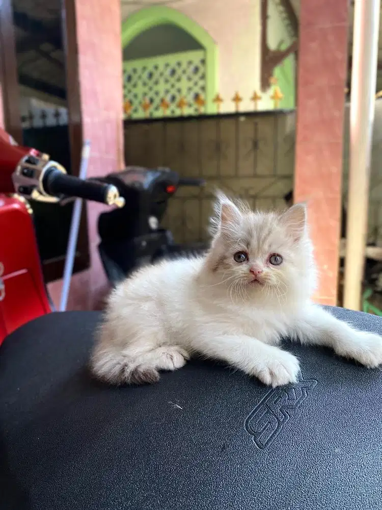 persia flatnose bulu kapas
