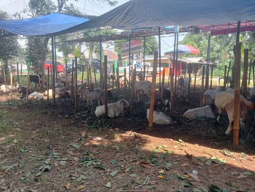 Jual Kambing PE Root Semua Harga masih bisa nego di lokasi