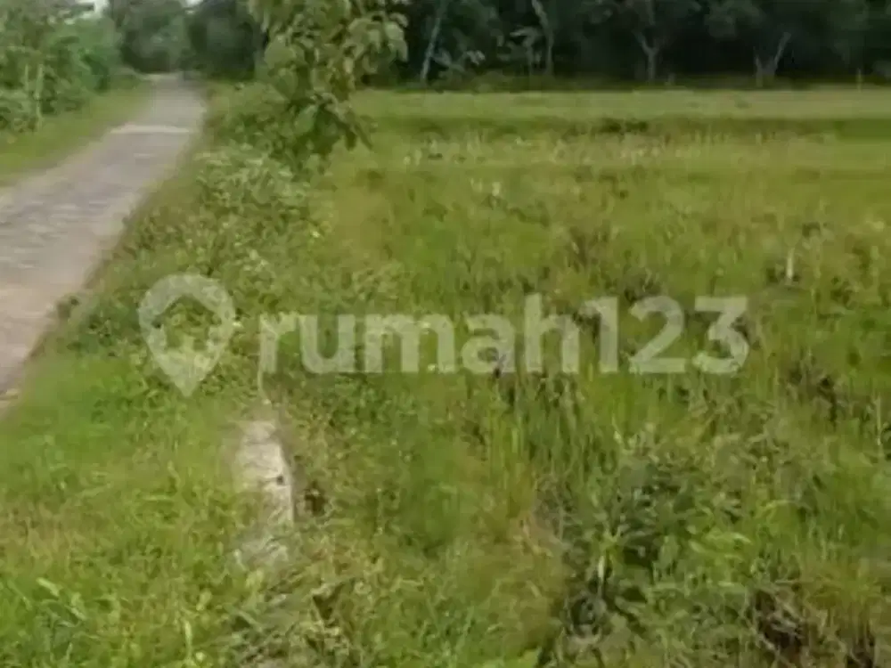 Jual Tanah Pertanian Strategis di Desa Nguken,Padangan,Bojonegoro