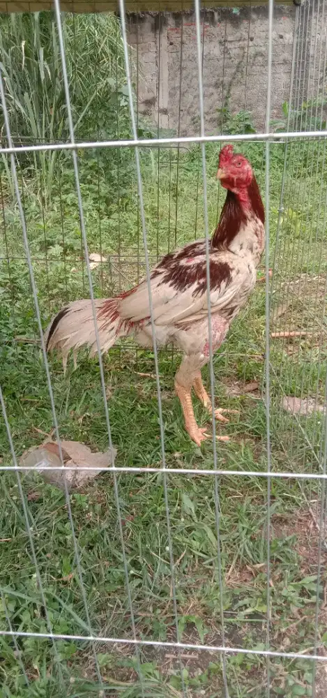 Ayam jago plucker