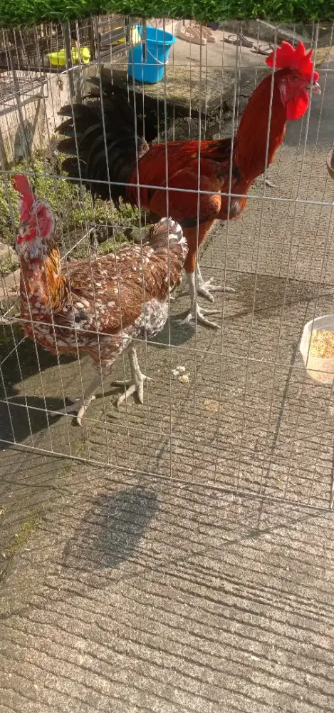 Ayam pelung sepasang sedang bertelur