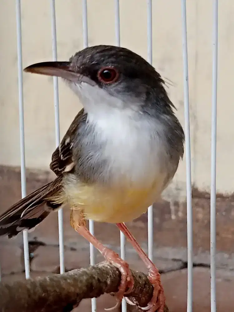Burung ciblek dari lolohan