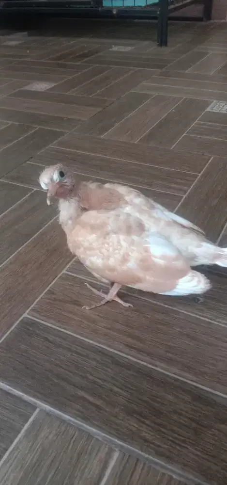 Burung puter Irak bawa anak dan telur