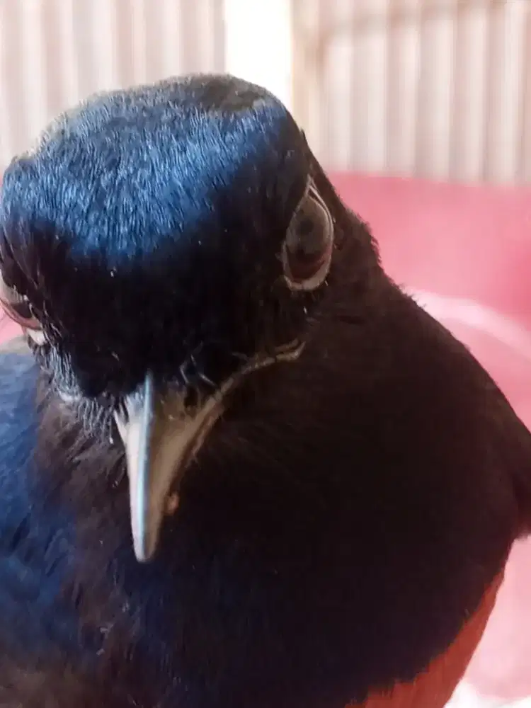 Burung murai batu gacor