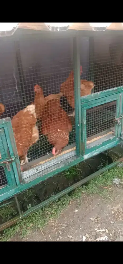 Ayam merah petelur ada 5