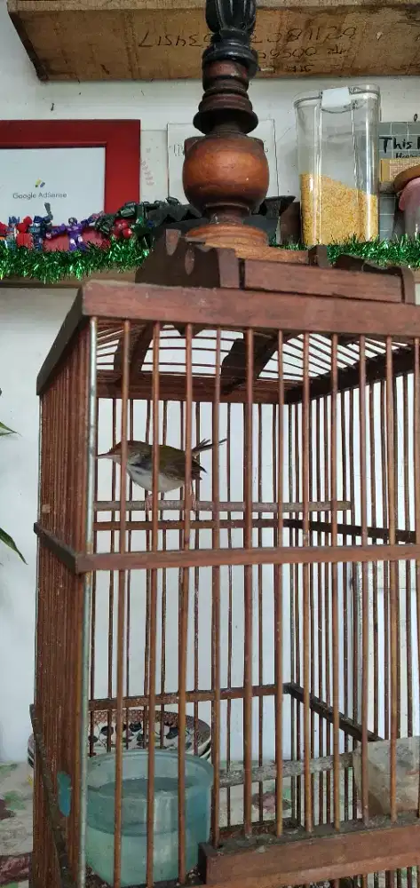 Prenjak lumut gacoran