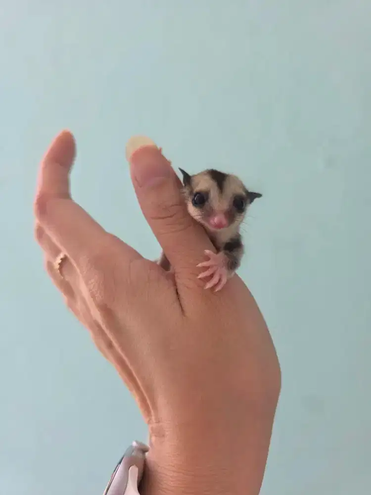Sugar glider grey