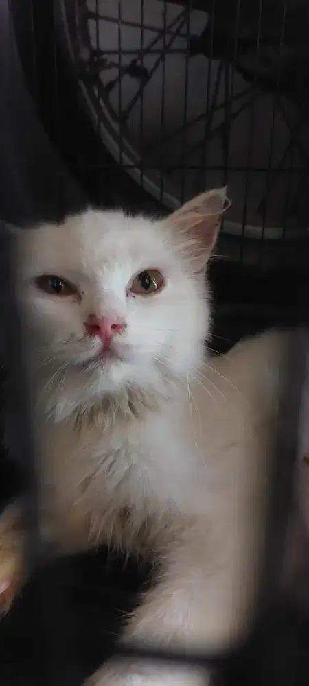 Lepas adopt betina