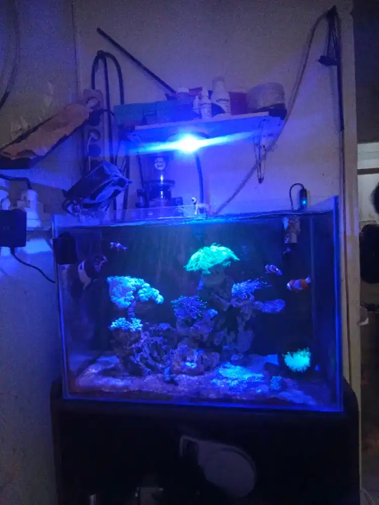 Dijual Aquarium laut Fullset