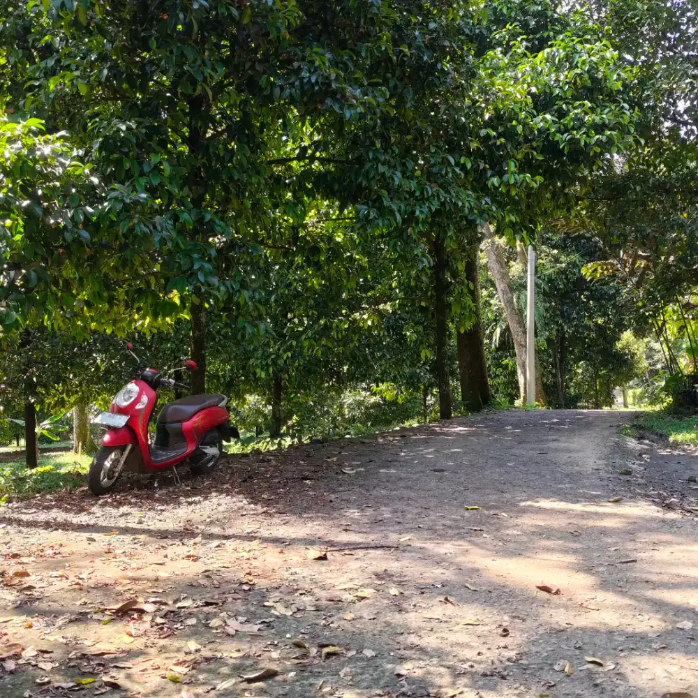 Jual tanah kebun durian &manggis