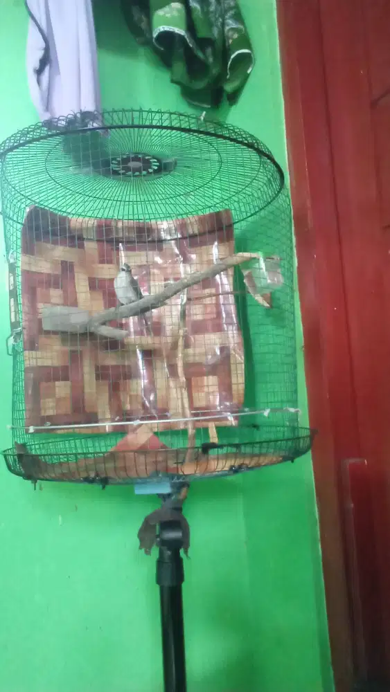 Trucukan rajin blm ropel