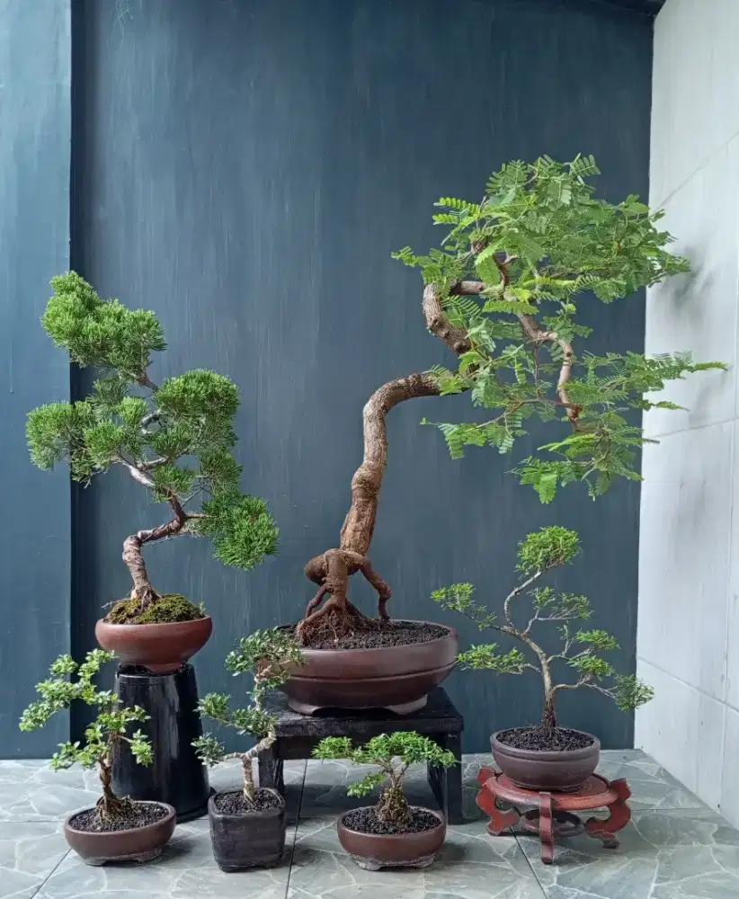 Bonsai hias siap pajang borongan