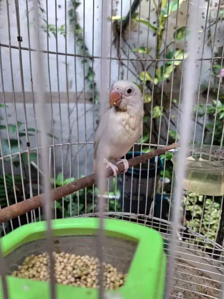 Lovebird love bird Albino MM paud