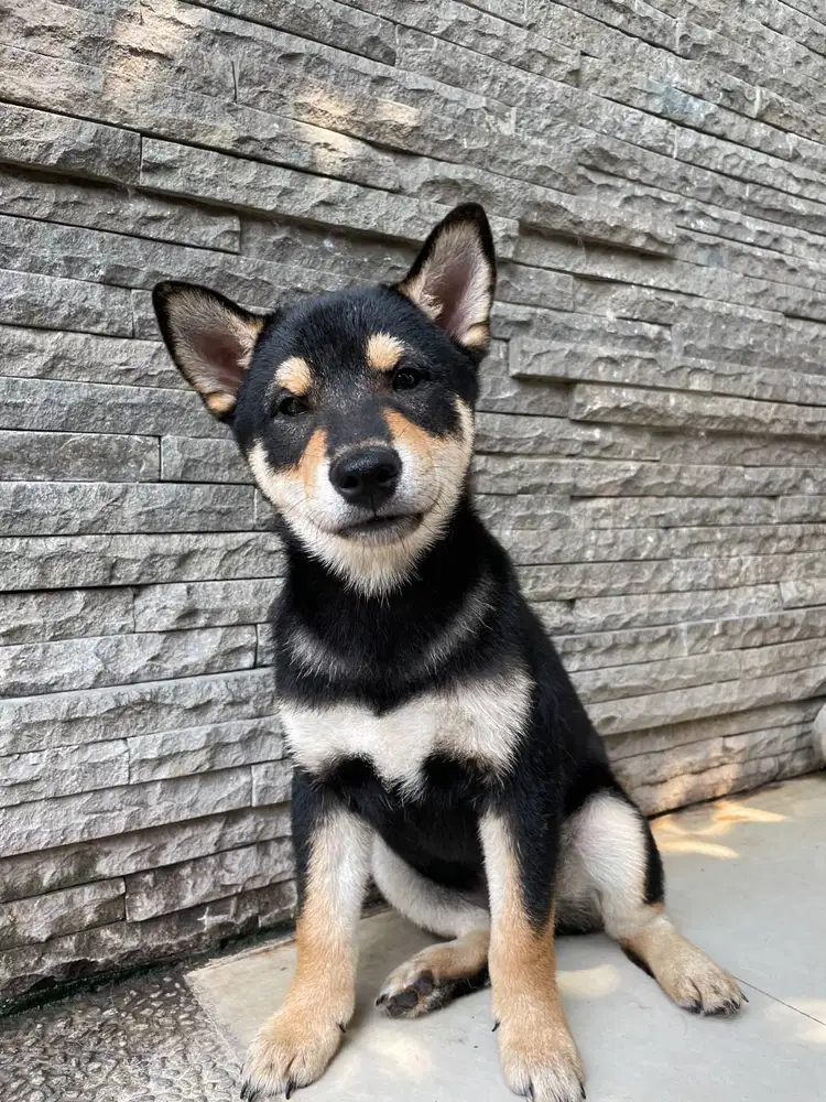 Dijual Shogo Male Mame Black Shiba Inu Superior Quality Bl Korea X Jap