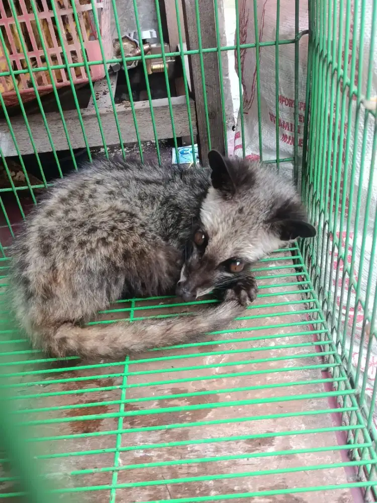 Musang pandan semi