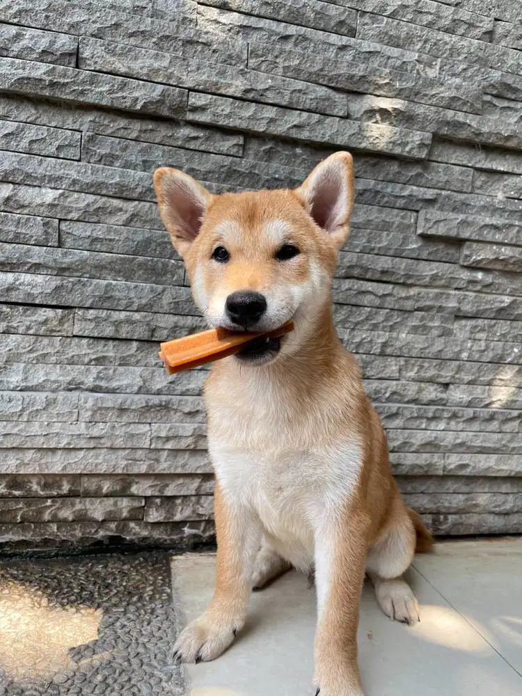 Jual Aizen Sora Red Mame Shiba Inu Male Superior Quality Bl Korea X Ja