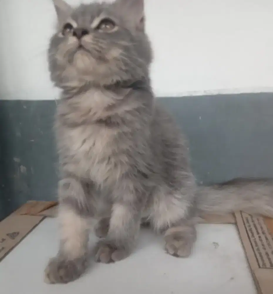 Kitten persia jantan