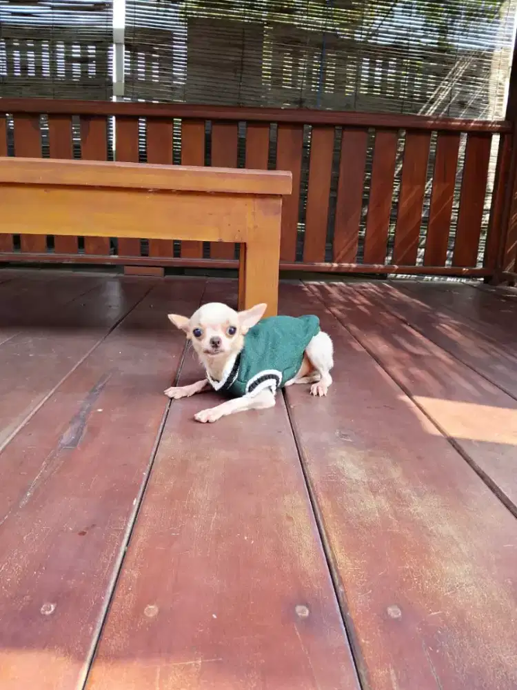 Chihuahua ganteng