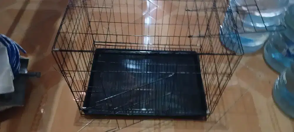 Kadang Hewan Kucing