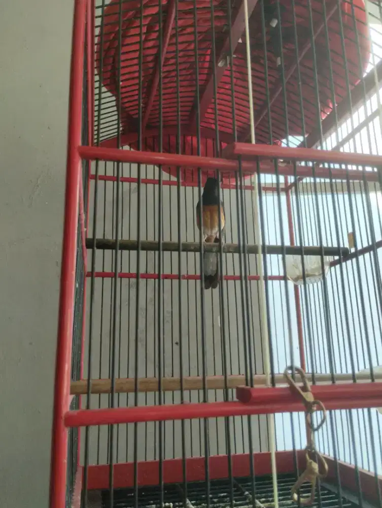 Jual Murai batu betina rawatan