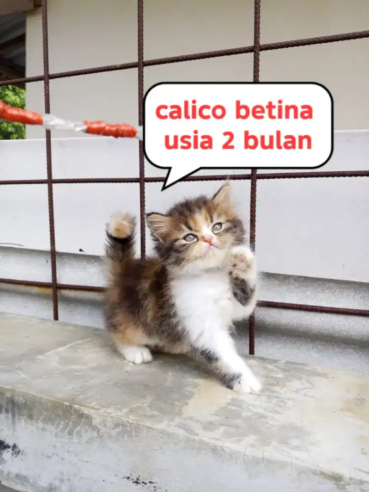Kucing Persia flatnose