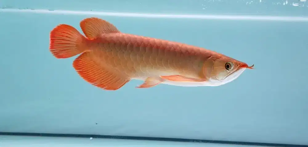 Arwana Super red 35cm-+