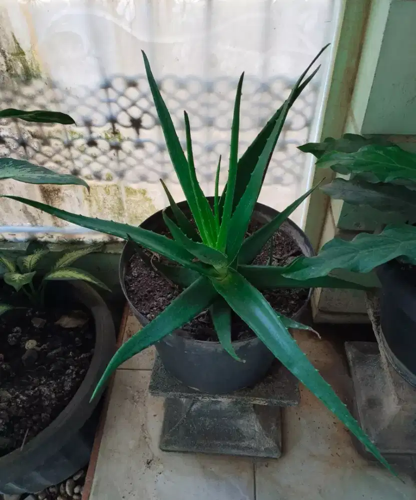 Tanaman Aloevera Jumbo