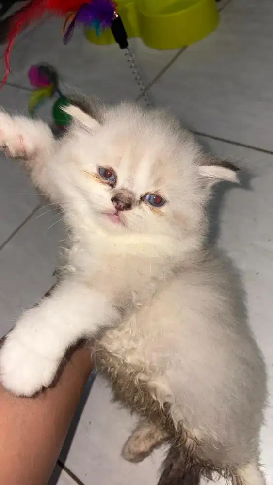 kucing kitten persia mix himalaya