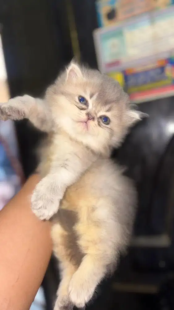 kucing kitten persia mix himalaya