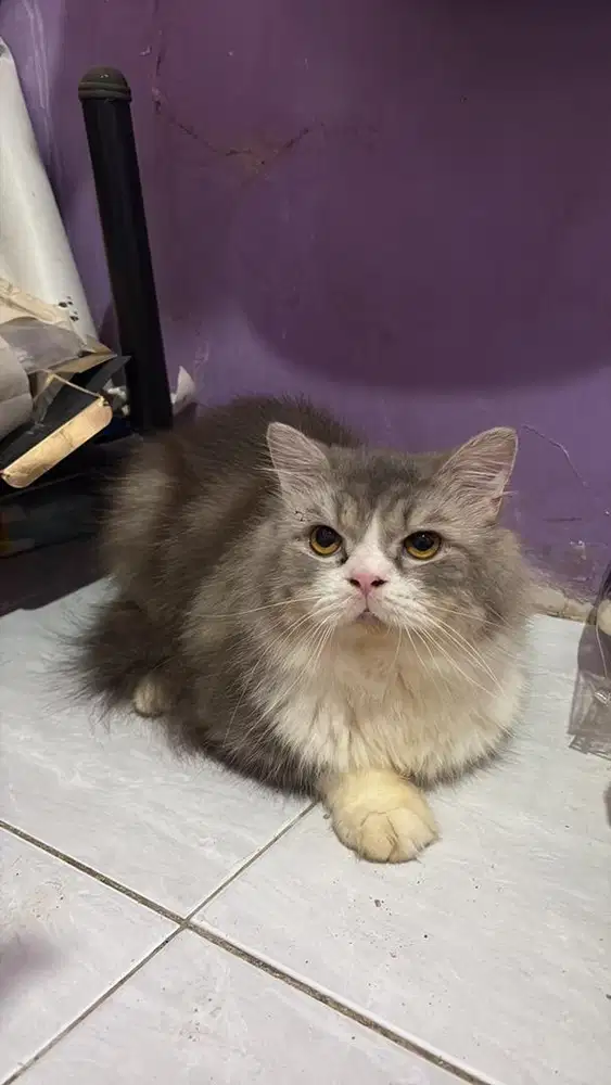 kucing jantan persia mix himalaya