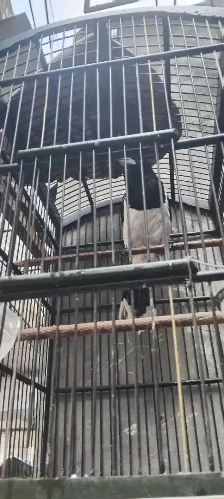 Burung Jagal papua